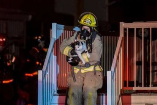 淩晨家中失火猫咪咬醒主人助全家逃出(图1)