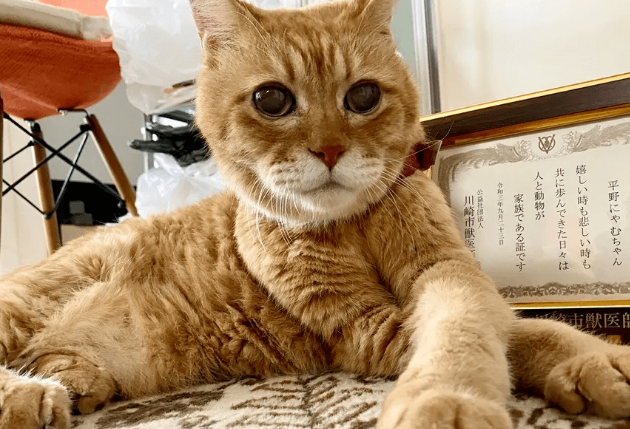 21岁高龄橘猫被被收留后从没生过病 我得到荣誉表彰:子孙兴旺是健康(图1)