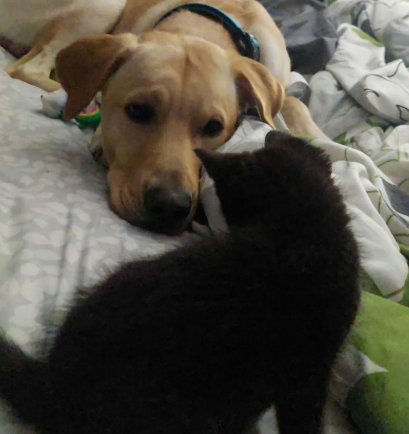 是因为太爱新来的小猫咪 狗子就把它藏了出声 要让别人碰！(图2)