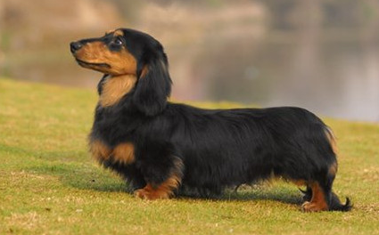 腊肠犬什么颜色的不值钱?毛发质量才影响价格(图2)