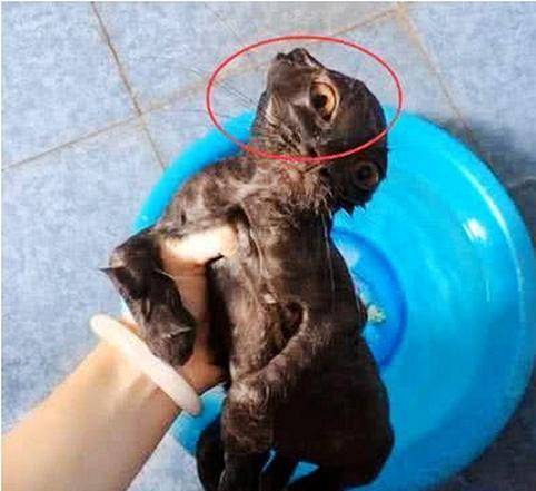 女友给猫咪洗澡好 突然间听着闷哼尖叫 过去看那傻眼了(图3)