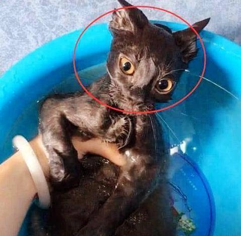 女友给猫咪洗澡好 突然间听着闷哼尖叫 过去看那傻眼了(图2)