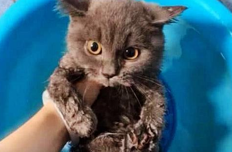 女友给猫咪洗澡好 突然间听着闷哼尖叫 过去看那傻眼了(图1)