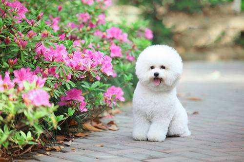 养比熊的坏处有哪些地方?再细心主人无坏处(图1)