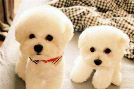 养比熊的坏处有哪些地方?再细心主人无坏处(图3)