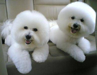 养比熊的坏处有哪些地方?再细心主人无坏处(图2)