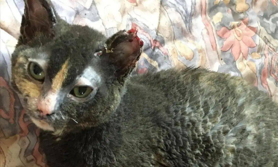 猫妈冲进火场救小猫 全身被烧黑 带给一句“没钱治疗”(图1)