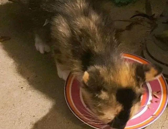 流浪猫妈带娃挨家讨食物 两只小猫很和健康 猫妈却饿坏身体(图3)