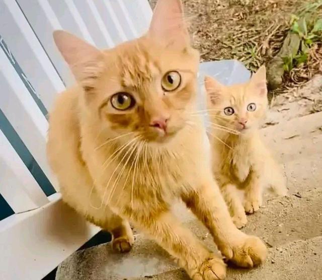 流浪猫妈带娃挨家讨食物 两只小猫很和健康 猫妈却饿坏身体(图1)