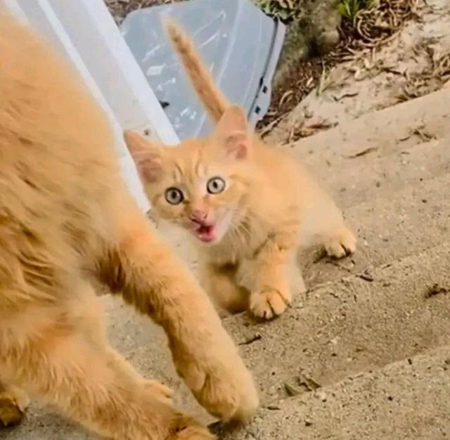 流浪猫妈带娃挨家讨食物 两只小猫很和健康 猫妈却饿坏身体(图2)