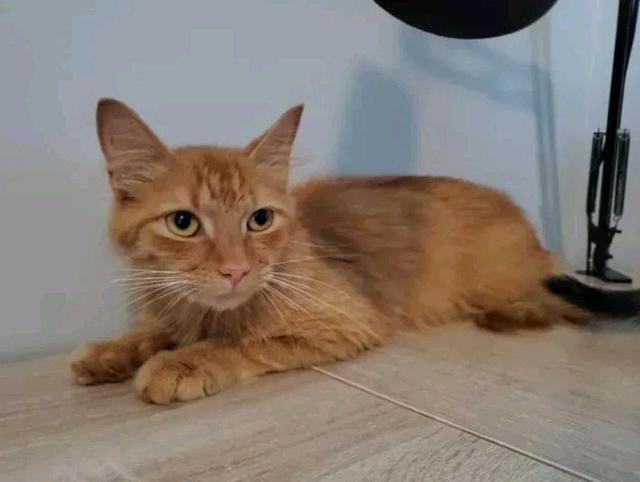 流浪猫妈带娃挨家讨食物 两只小猫很和健康 猫妈却饿坏身体(图4)