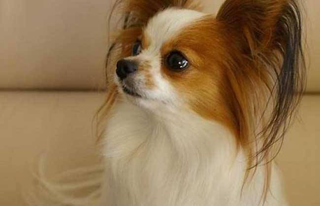 蝴蝶犬吃什么?好身体都是从吃又开始(图1)