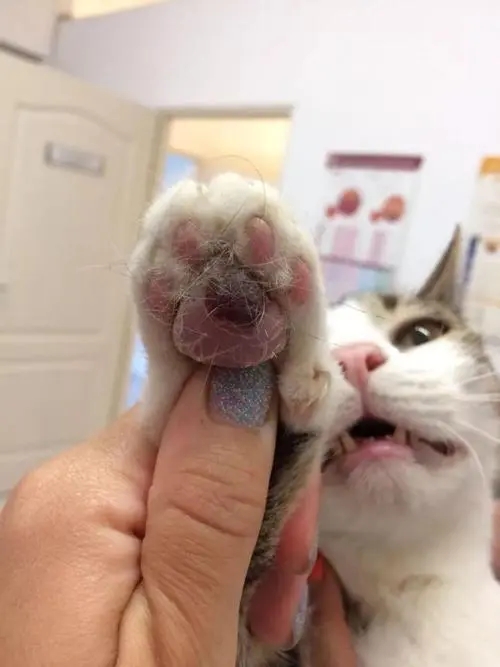 猫身上有玉米味(图1)