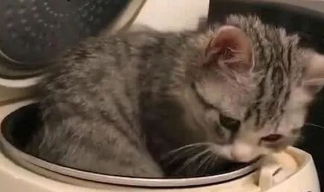 主人忘盖锅盖 转头添饭时气晕了 网友:叫你不刷锅 都长猫了吧(图2)