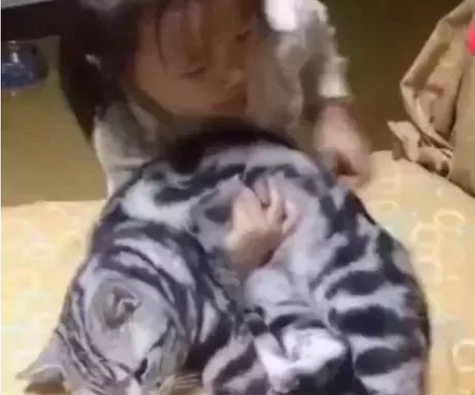 熊孩子扛起来猫咪就走 猫咪的表情绝了 猫:我能咋办?(图1)