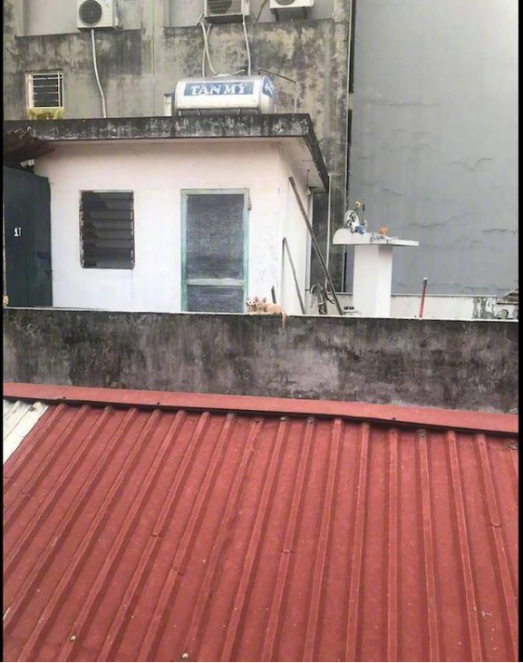 网友隔一段时间到阳台上晒衣物 都被对面猫咪时刻监视着 猫:单身狗来了!(图2)