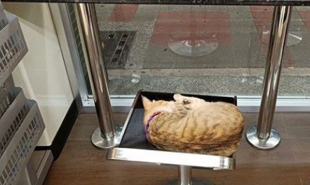 超商再次出现可爱的猫每天回来等待随意抛弃它的主人(图1)