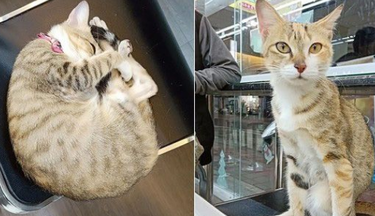超商再次出现可爱的猫每天回来等待随意抛弃它的主人(图2)