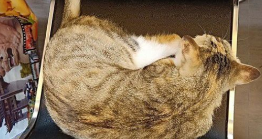 超商再次出现可爱的猫每天回来等待随意抛弃它的主人(图3)