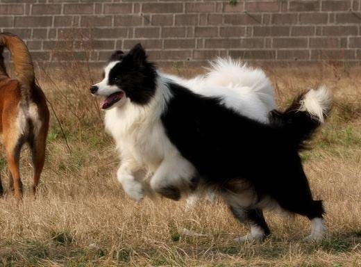 边境牧羊犬要做猎犬吗?依据什么这个条件就能推测(图3)
