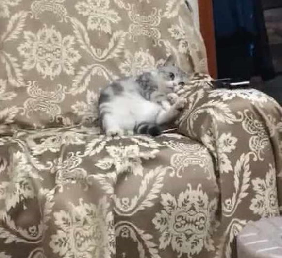 主人太忙没空陪猫 猫躺在沙发上 表情惹笑网友 喵:我被打入冷宫了(图1)