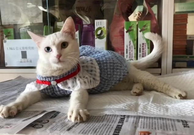 雨后打哆嗦的流浪猫 把湿草堆充当家 靠在上面不愿意起身(图1)