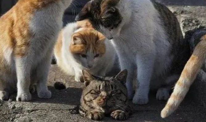 猫咪围在下水道旁 竟亲眼见证了喵的耻辱时刻(图2)