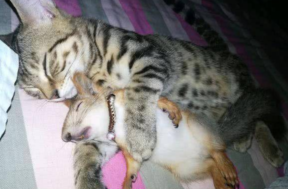 松鼠被关进笼子 猫咪的做法 却令主人哭笑不得(图1)