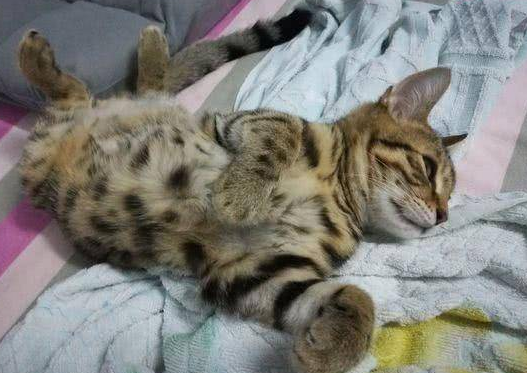 松鼠被关进笼子 猫咪的做法 却令主人哭笑不得(图2)