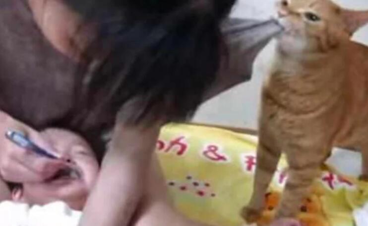 女主人正在给宝宝刷牙后 宝宝大声叫大哭拒绝 猫咪见到后做了今天的事情(图2)