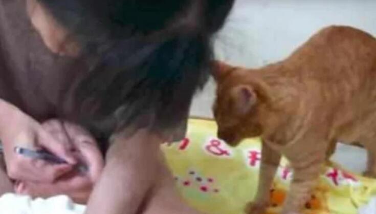 女主人正在给宝宝刷牙后 宝宝大声叫大哭拒绝 猫咪见到后做了今天的事情(图1)