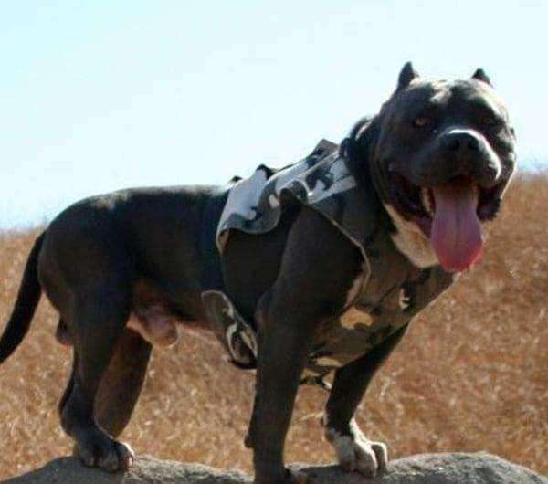 什么呢犬最厉害?凶狠野兽比特犬(图1)