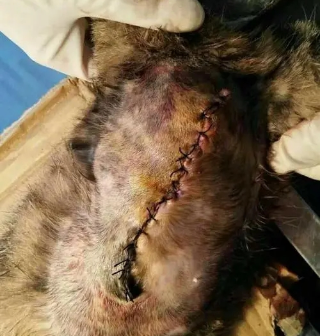 猫咪断趾手术的危害|给猫咪做断趾手术有何影响(图1)