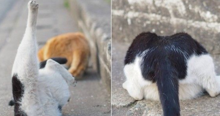 猫咪一眼就看到神秘的洞口还要钻再胖也一定要挤出来(图1)