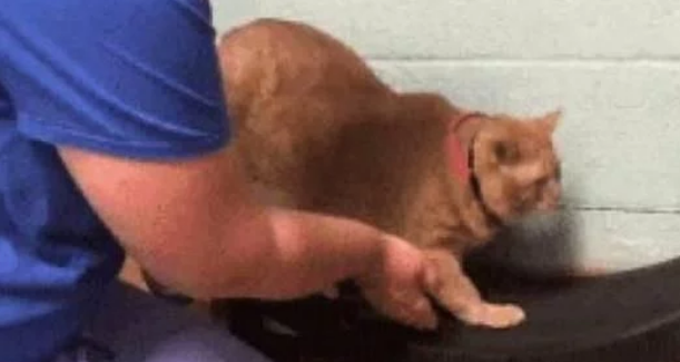 猫咪快胖死了 主人真接给丢在跑步机上 看见猫咪样子主人笑翻(图1)