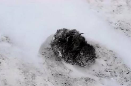 流浪猫蹲在公路旁 全身被冰渣子覆盖 生意往来司机却就没为它停了下来(图2)