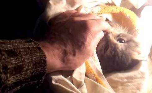 流浪猫蹲在公路旁 全身被冰渣子覆盖 生意往来司机却就没为它停了下来(图3)