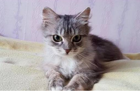 流浪猫蹲在公路旁 全身被冰渣子覆盖 生意往来司机却就没为它停了下来(图4)