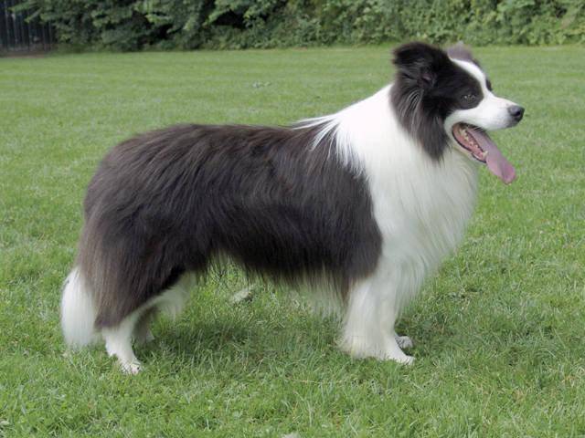 边境牧羊犬体力咋样?体力也是靠特训出来的(图2)