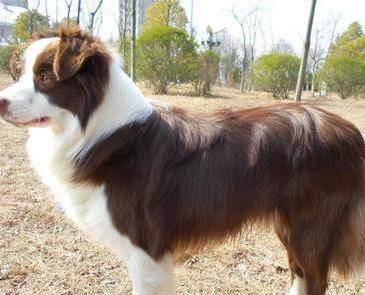 怎么知道边境牧羊犬年龄 这几个地方是标准(图2)