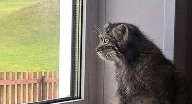 男子捡走一只小猫 几年两次 小猫变了样!越长越纳闷?!(图1)