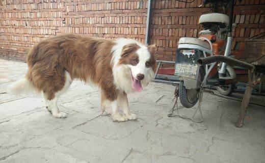 边境牧羊犬看门的老头吗?那些内容让你放心好了(图1)