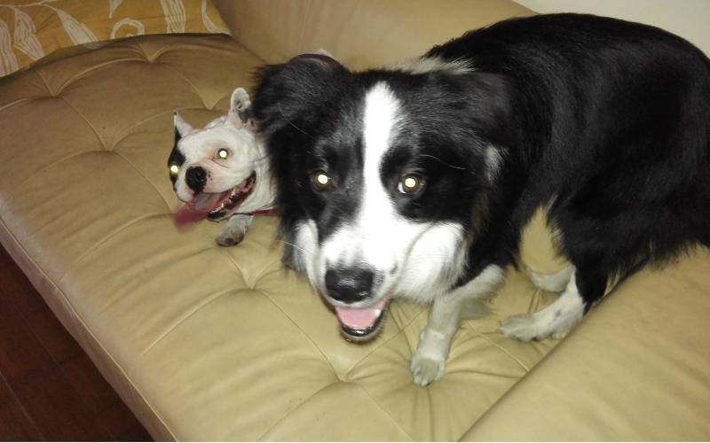 边境牧羊犬看门的老头吗?那些内容让你放心好了(图3)