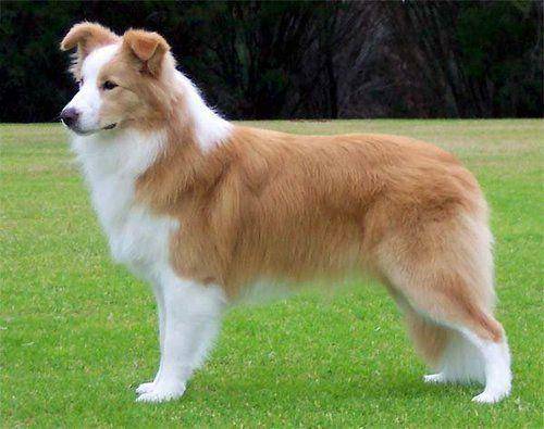 边境牧羊犬看门的老头吗?那些内容让你放心好了(图2)