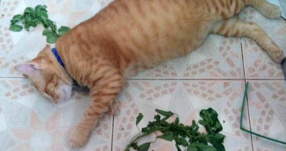 铲屎官自以为很聪明买了个“防猫神器” 想不竟沦落“猫玩具”(图2)