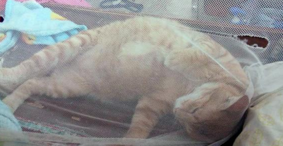 铲屎官自以为很聪明买了个“防猫神器” 想不竟沦落“猫玩具”(图3)