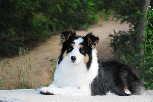 边境牧羊犬咋样喂它?别毕竟智商高而烦脑(图2)