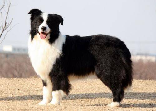 边境牧羊犬咋样喂它?别毕竟智商高而烦脑(图3)