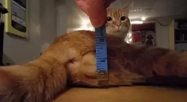 我家猫是个“露蛋狂魔” 现场早就控住忍不住了···(图2)