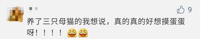 我家猫是个“露蛋狂魔” 现场早就控住忍不住了···(图1)